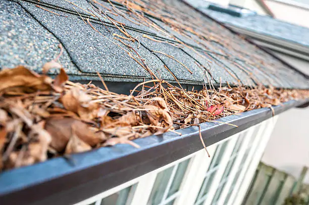 Clogged gutter and the pests they attract - Newton Window Cleaning