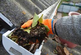 Clogged Gutters and the pests they attract - Newton Window Cleaning