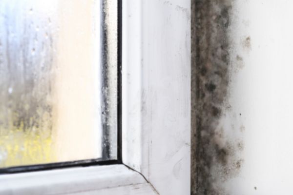 Eliminate mold and allergens Newton MA Newton Window Cleaning