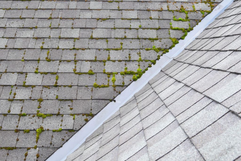 Keeping Your Shingle Roof Clean and Moss-Free, Newton Window Cleaning